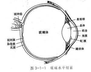 幾種常見(jiàn)的玻璃體疾病